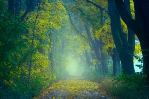 Sendero entre arboles en la niebla, metafora de elegir el camino correcto de ayuda psicologica